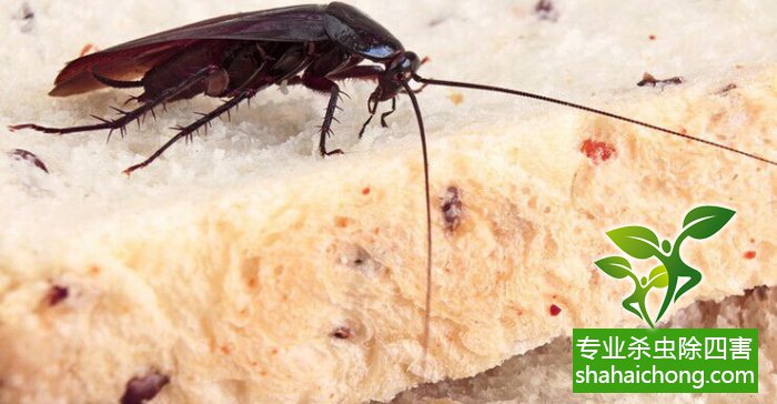 食品工廠紙箱庫區蟑螂治理 安全與高效的滅殺策略